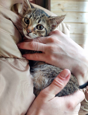 Ласковый котенок ищет любящую семью