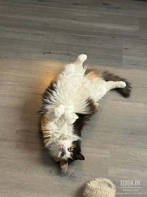 Трехцветная кошка