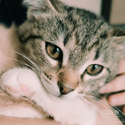 Весёлый котенок Халвичкин ищет дом