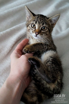 Ласковый котенок ищет любящую семью