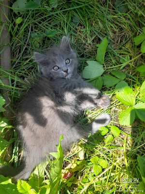 Отдам котëнка в хорошие руки