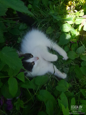Отдам котëнка в хорошие руки