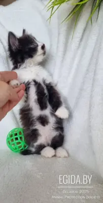 Котенок ищет семью