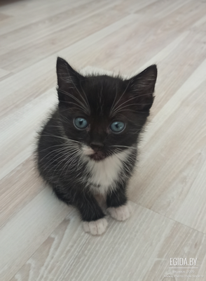 Котодети ищут дом