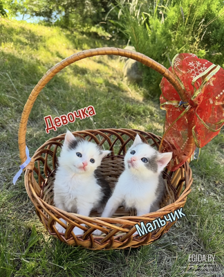 Котята в дар