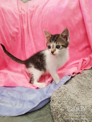 Котята, три братика, 1,5 мес, нежные, ласковые малыши в поисках семьи