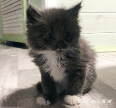 Отдам котенка, девочку, в хорошие руки