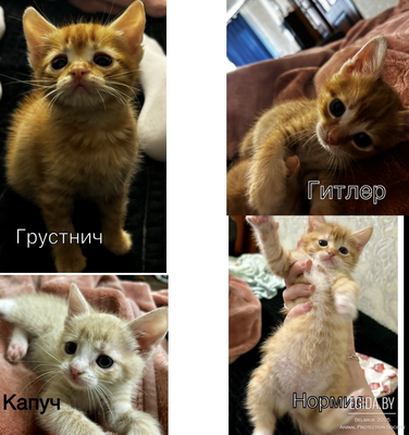 Котята, полтора месяца,мужской