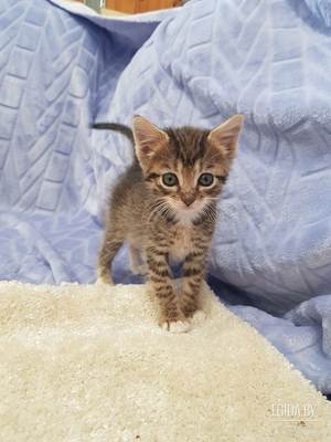 Котята мальчик и девочка, 1,5 мес, нежные, ласковые малыши в поисках семьи