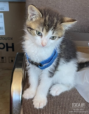 Котенок в дар