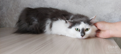 Кошка Рада