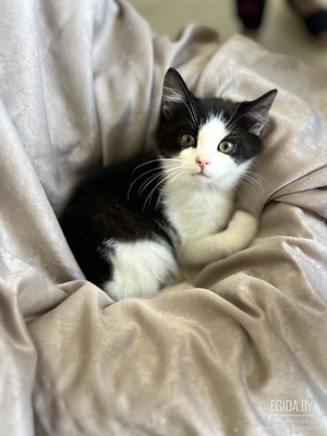КОТЕНОК ИЩЕТ ДОМ