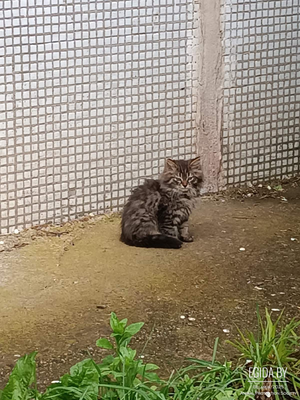 Котенок Шпротинка