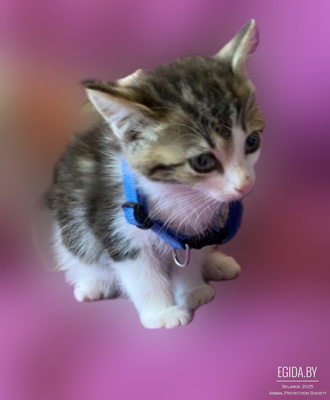 Котята в дар