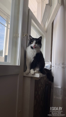 🐾 Отдам кошечку Мусю в добрые руки (Минск, Сухарево)