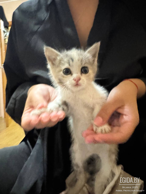 2 кошечки ищут дом