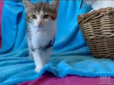 Котенок в дар