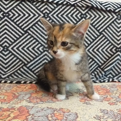 Котёнок девочка