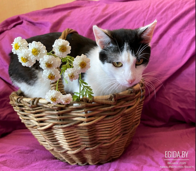 Котенок в дар