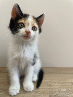 Котята ищут дом