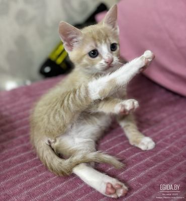 Ласковый котенок