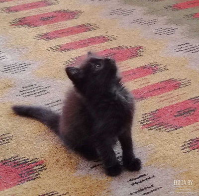 Чудесная кошечка для души