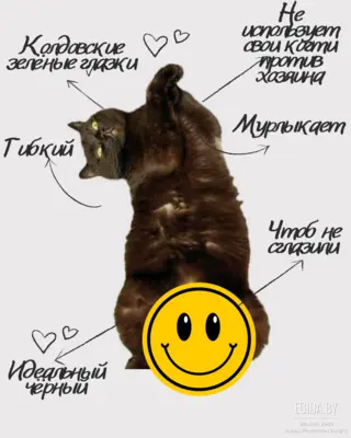 Самый ласковый кот в мире
