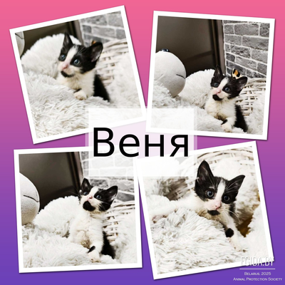 Котенок Веня, очень ласковый