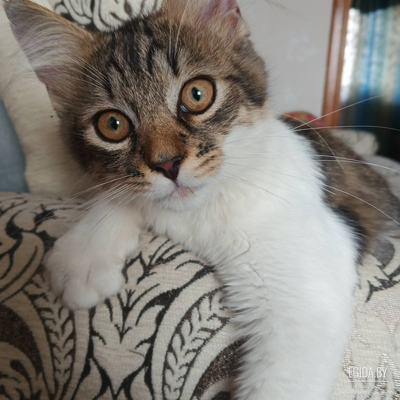 Котенок ищет дом