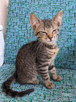 котята