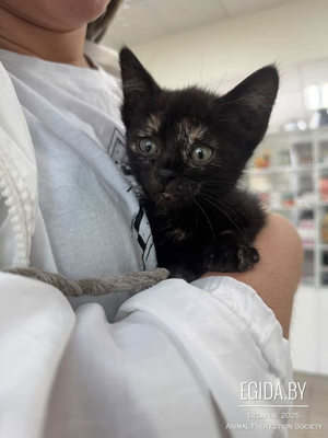 Котенок Гудини в дар, ищет дом!