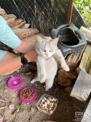 Кошечка в дар