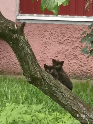 Sos. Нужна передержка или дом котятам!