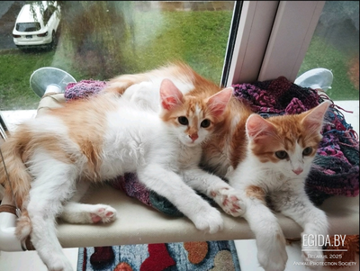 Котята девочка и мальчик в добрые руки!