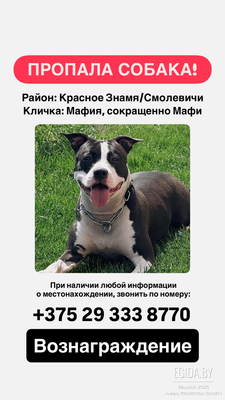 Потерялась любимая собака Мафи