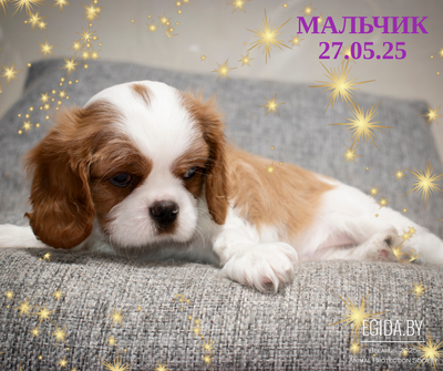 Кавалер кинг чарльз спаниель МАЛЬЧИК