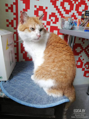 Очень ласковый котик Сеня срочно ищет дом