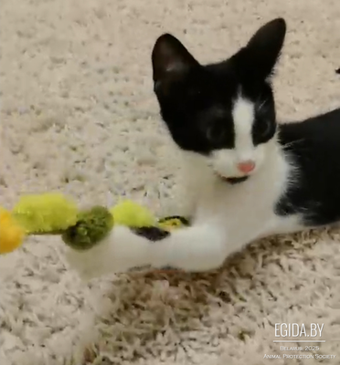 Ласковейший котенок Веня ищет дом