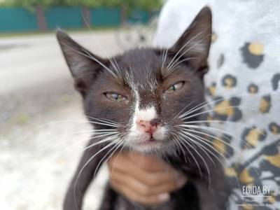 Мультяшный котенок ищет дом