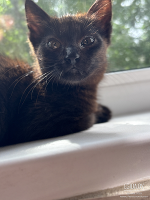 Кото-пёсик Лютик ищет дом!