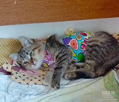 Котята девочки, стерелизованы