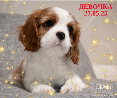 Кавалер кинг чарльз спаниель ДЕВОЧКА