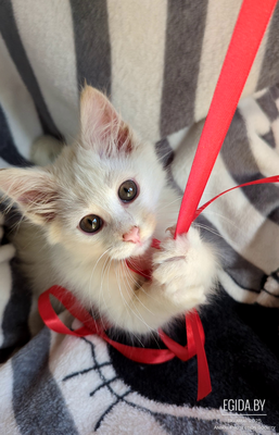 Котёнок ищет дом