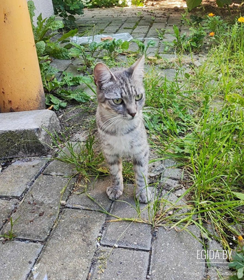 Котенок-подросток ищет помощь