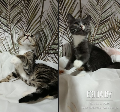 Котенок Скай