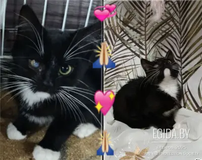Котенок Бакс ищет любящее сердце