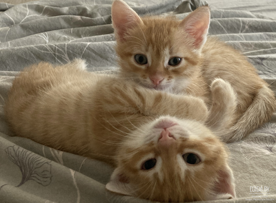 Отдам котят