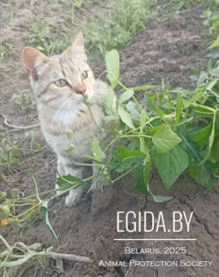 SOS! Котенок пропадает на даче! В дар! Нужна передержка или дом!