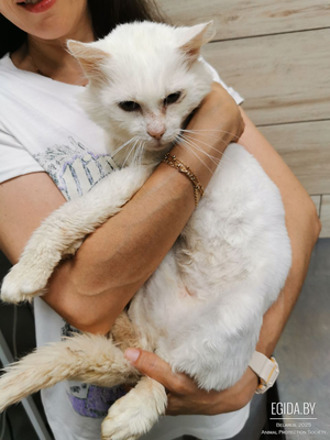 Кот Снежок, белый, без единого пятнышка