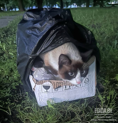 Три милых котенка и мама-кошка в дар